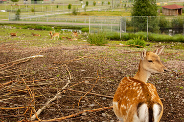 Spotted deer in open zoo white tail