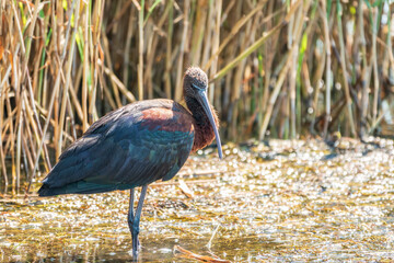 The glossy ibis, latin name Plegadis falcinellus, searching for food in the shallow lagoon.