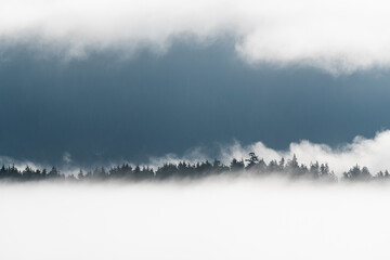 Western red cedar tree tops and pine trees in the fog of Meares Island seen from Tofino, Vancouver Island, British Columbia, Canada.