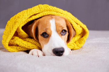 A beagle dog is lying on the sofa, covered with a knitted yellow plaid or scarf. Cozy warm home...