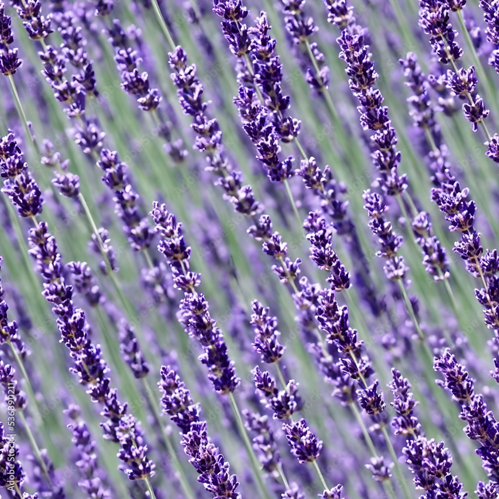 Wall mural Lavender flowering background, cam be tiled