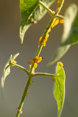 yellow aphid on a plant