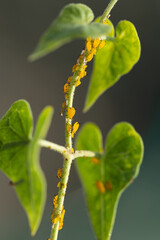 Fototapeta premium yellow aphid on a plant