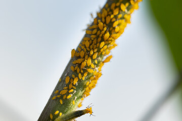 yellow aphid on a plant