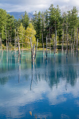 水面に映る雑木林　青い池
