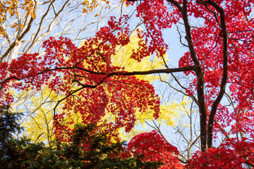 赤くなったカエデの葉と黄色い銀杏
