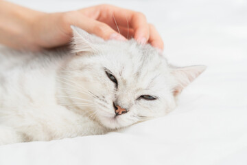 Small Scottish fold kitten lying down on white bed of relaxing with woman hand touch head in home.
