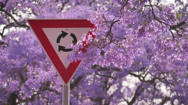 Low hanging branch full of Jacaranda flowers rustles in the breeze in front of traffic circle road sign