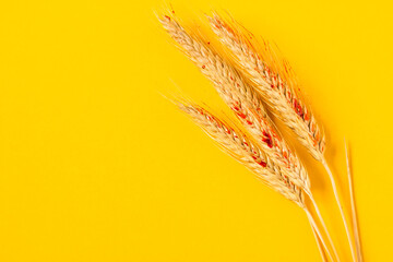 Dry ears of wheat in red blood isolated on the energizing yellow color background. Concept of food...
