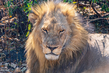 Big lion close-up resting in the shade during the midday heat