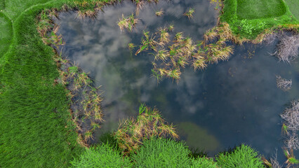 Aerial view of cultivated green agricultural land in Indian village side
