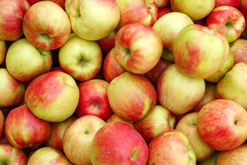 Fresh picked honey crispy apples as food background