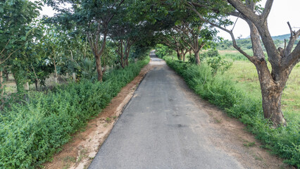 Fototapeta na wymiar Road with trees on both sides in INDIA