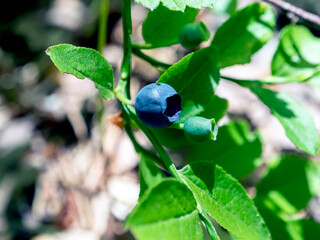 ripe blueberries in the forest on bushes