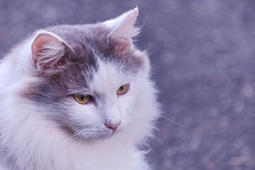 	猫のクローズアップ