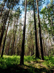 pine forest on a fine summer morning