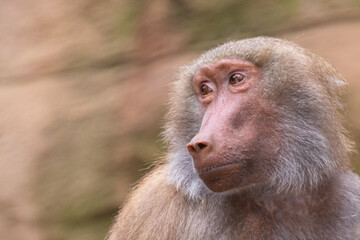 Portrait of a female baboon (papio)