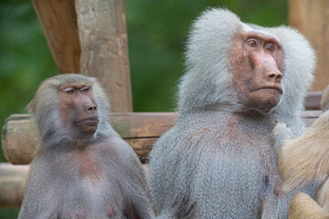 An old couple of baboons (papio) sit together and watch something interested