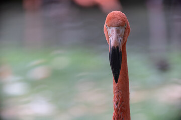 Portrait of a flamingo looking at camera