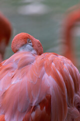 Portrait of a relaxing flamingo with its beak in its plumage