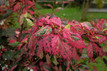 Hibiscus tricolor ornamental plants with serrated leaves are rarely commonly found in the yard or...