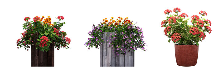 decorative flower in a pot isolated on white background, 3D illustration, cg render