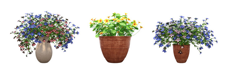 decorative flower in a pot isolate on a transparent background, 3D illustration, cg render
