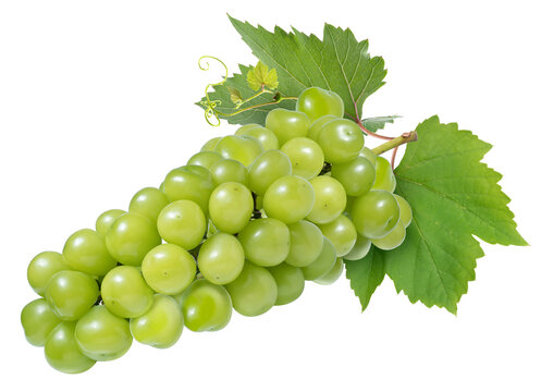 Green grape with leaves isolated on white. Shine Muscat Grape on white PNG file.