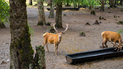 ciervos comiendo alimentandose en medio del bosque dentro de un santuario de animales en el sur de chile