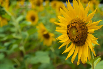 Beautiful sunflower blooming in the field on a sunny day with a natural background. Selective focus..Yellow flower garden and copy space.