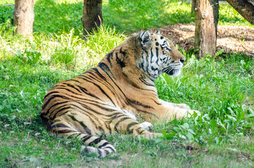 Fototapeta na wymiar Amur tiger lies in grass. Tiger resting in meadow