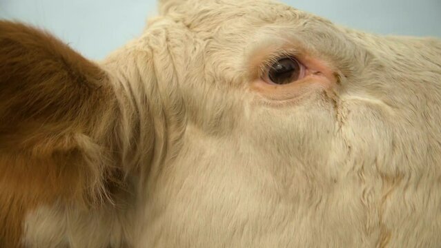 Close Up of cute Hereford Cow Head. Eyes. 