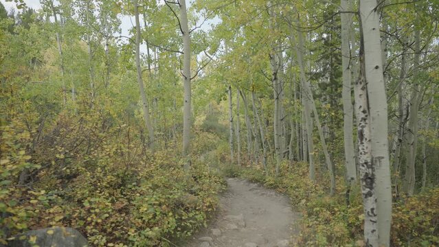 Green Turning Yellow Trees Vibrant Colors of an Alpine Aspen Forest Trail in Autumn Fall