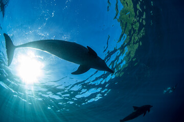 dolphins underwater