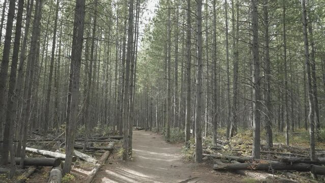 Beautiful Forest of Lodgepole Pine Spruce Tree with Tall Trunk