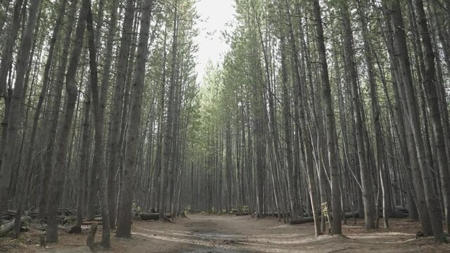 Beautiful Forest of Lodgepole Pine Spruce Tree with Tall Trunk
