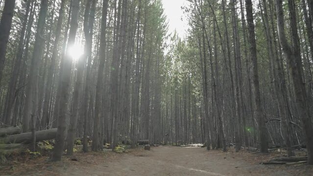 Beautiful Forest of Lodgepole Pine Spruce Tree with Tall Trunk