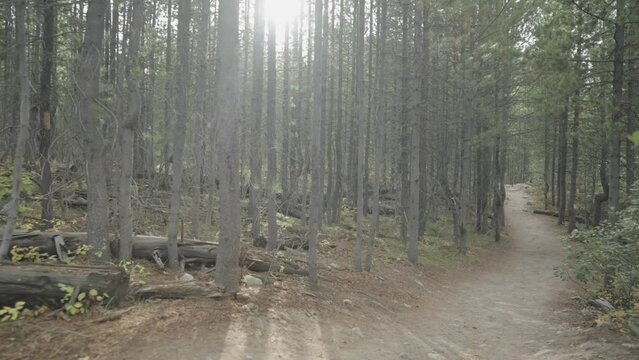 Beautiful Forest of Lodgepole Pine Spruce Tree with Tall Trunk