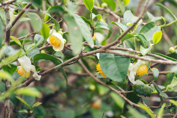 Green tea tree Flower fresh leaves in eco herbal farm. Tree tea plantations in morning sun light. Freshness herbal natural garden farmland. Drinking organic relax. Green tea tree in farm