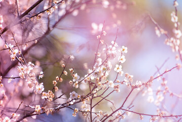 Pink Pastel flower floral soft nature blossom blurred background. Vintage retro romance plum botanical bloom spring season. Blurry Cherry blossom petals plant in beautiful garden. Backdrop template
