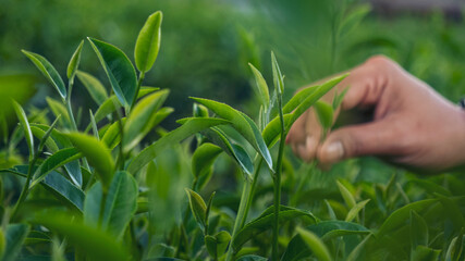 Woman hand plucking green tea tree picking bud young tender camellia sinensis leaves organic farm. Hand holding harvest plucking black green tea herbal agriculture. Woman work Black Tea farm harvest