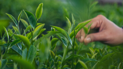 Woman hand plucking green tea tree picking bud young tender camellia sinensis leaves organic farm....