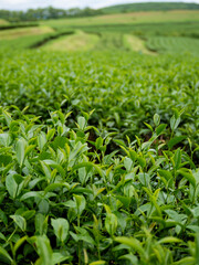 Green tea tree leaves field plant in camellia sinensis organic farm. Close up Tree tea plantations mountain green nature background in morning. Fresh young tender bud herbal Green tea tree in farm