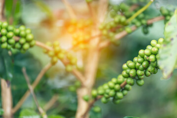 Green coffee bean berry plant with sunlight. Fresh raw seed coffee tree growth in eco organic farm...