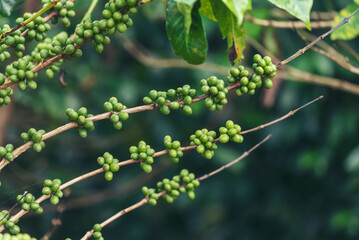 Close up Green seed berries harvest arabica coffee garden. Green coffee bean berry plant fresh raw seed coffee tree growth in eco organic farm. Fresh coffee bean green leaf bush ecology berry plant