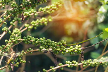 Green coffee bean berry plant with sunlight. Fresh raw seed coffee tree growth in eco organic farm morning time. Close up Green seed berries arabica coffee garden. Fresh coffee bean green leaf plant