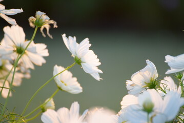 White Pastel flower floral soft nature blossom blurred background. White flowers romance botanical bloom spring season. Soft sunlight petals plant in beautiful garden. Romantic Backdrop template