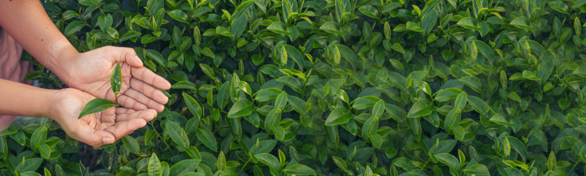 Banner Woman Hand Holding Harvest Plucking Black Green Tea Herbal. Panorama Black Tea Farm Harvest. Wide Hand Plucking Green Tea Tree Picking Bud Young Tender Camellia Sinensis Leaves With Copy Space