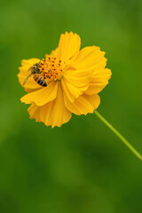 bee on flower