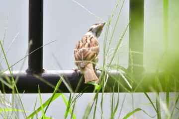 スズメ　アップ